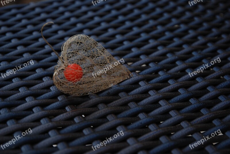 Autumn Physalis Plant Nature Close Up