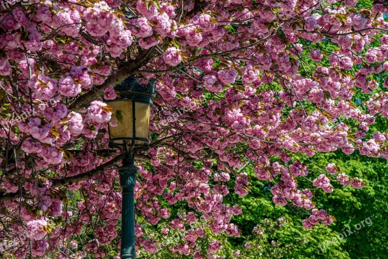 Spring Tree Flowers Reverberatory Free Photos