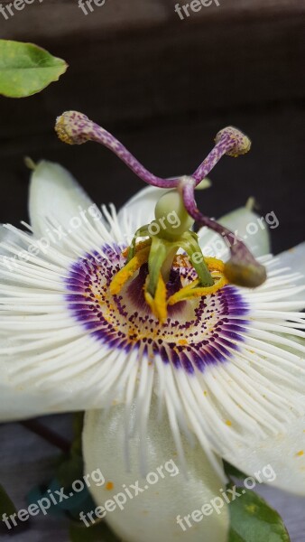 Nature Flower Passiflora Flora Garden Plant