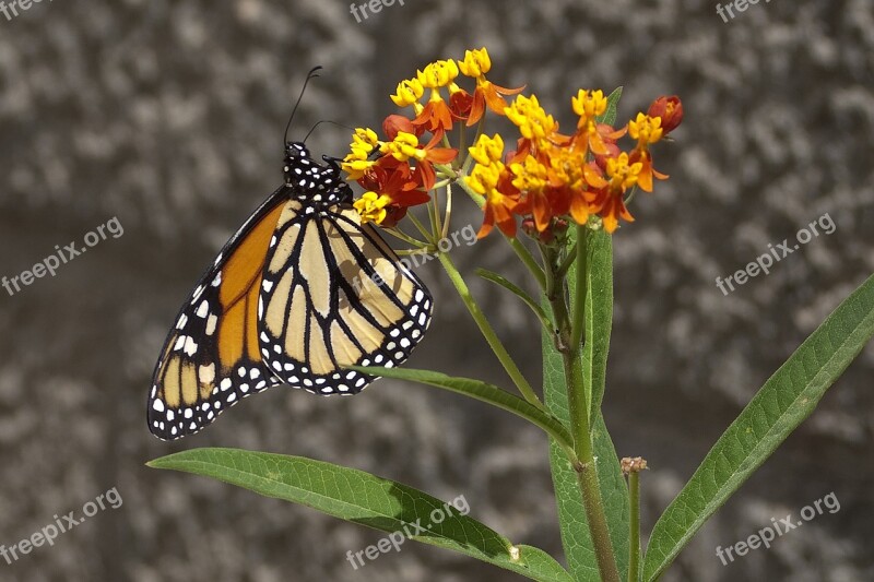 Monarch Butterfly Asclepias Plant Gran Canaria