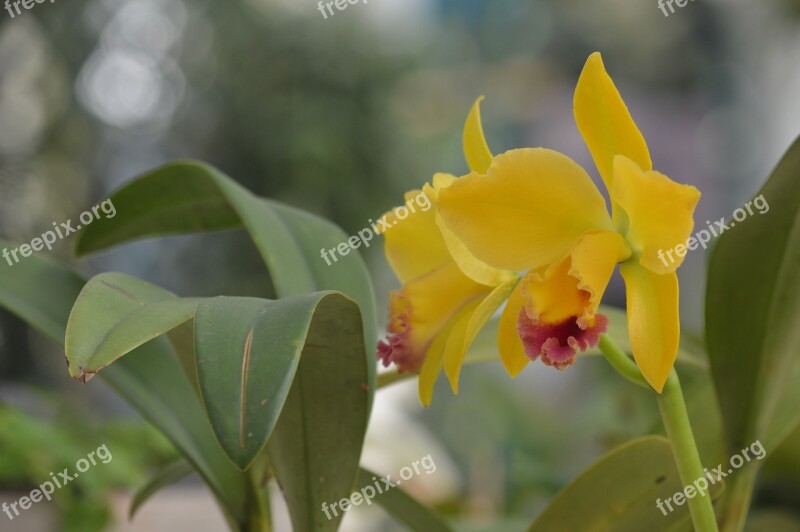 Orchid Yellow Flower Blossom Plant Nature