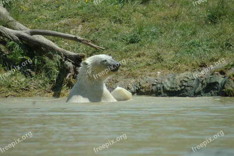 Water Nature Animal Wildlife Outdoors