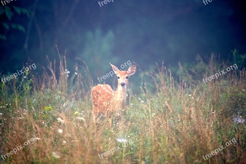 Deer Animal Nature Mammal Wild