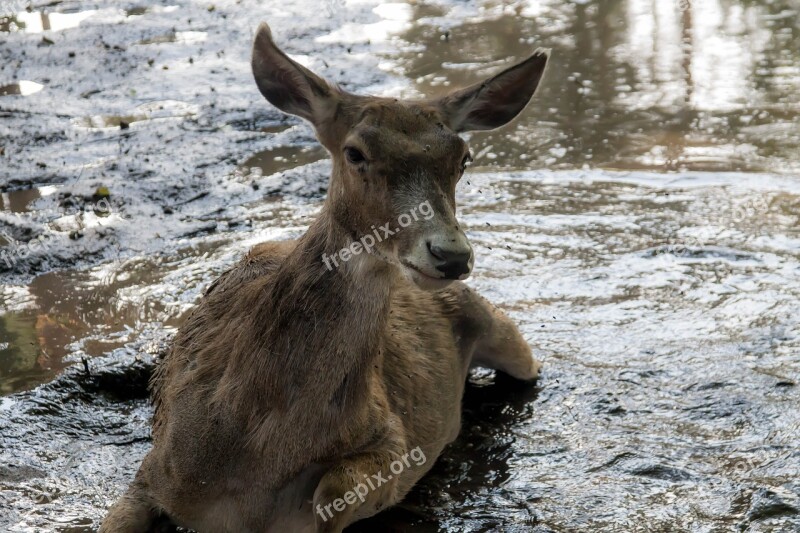 Hot Summer Animal The Doe Is Struggling With Insects Free Photos