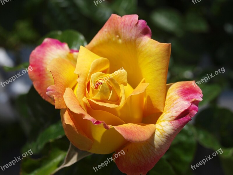 Rosa Yellow Rose Flowers Yellow Flower Roses