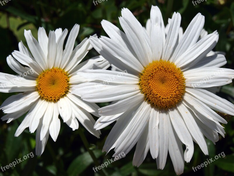 Margarita Giant Flower Daisy White Spring Wild Flower Flowering