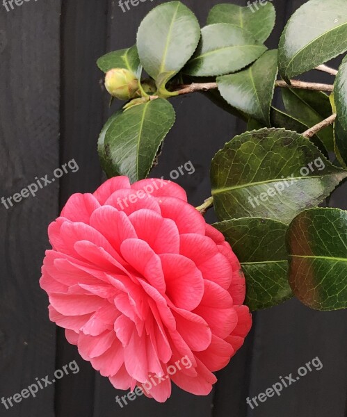 Flower Bloom Camellia Floral Plant