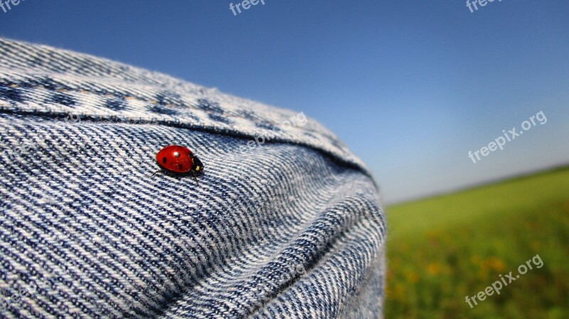 Ladybug Coccinellid Insect Macro Beetle