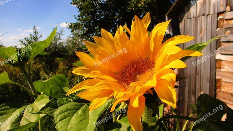 Sunflower Yellow Bright Summer Blooms