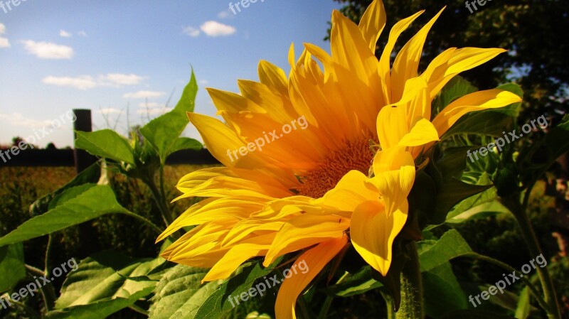 Sunflower Yellow Bright Summer Blooms