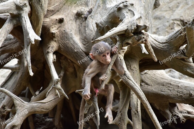 Baboon Puppy Zoo Free Photos