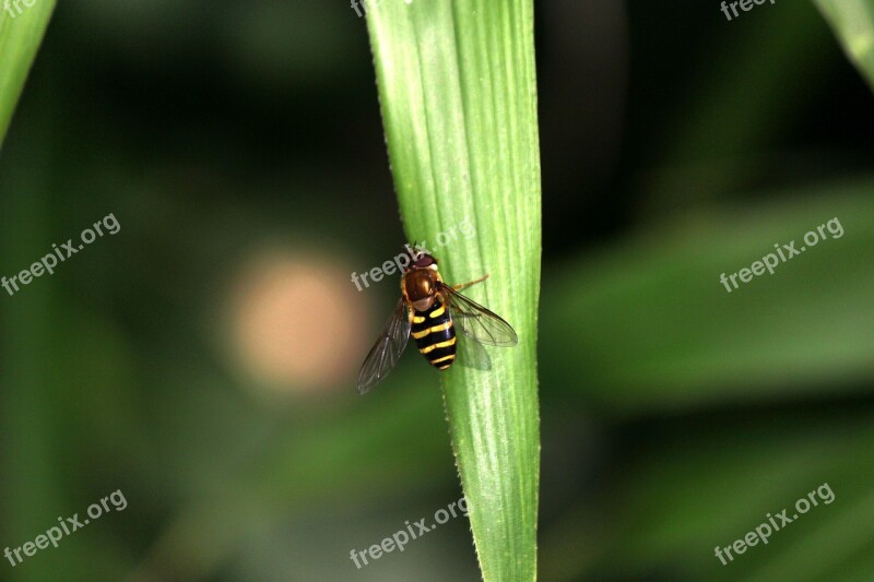 Kkotdeunge Etc Herb Hoverfly Insects