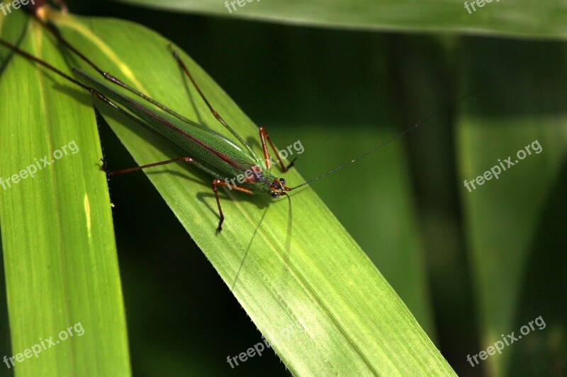 Grasshopper Macro Leaf Herb Insects