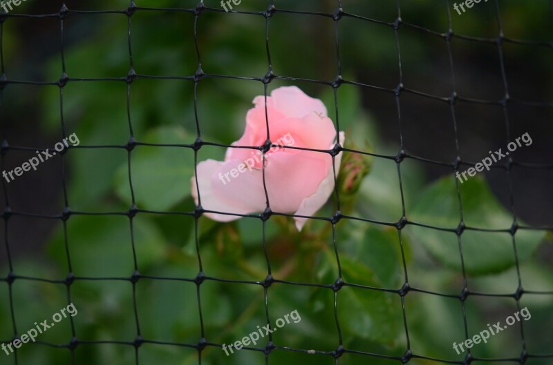 Fence Grid Pink Rose Nature