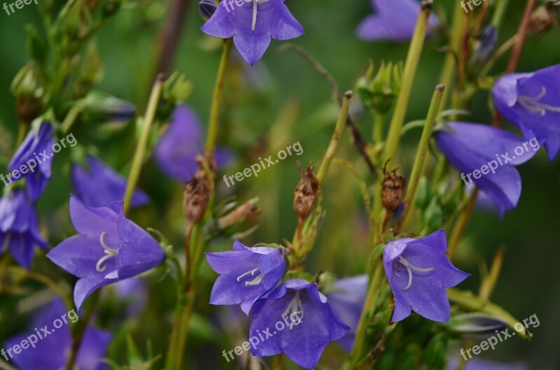 Bellflower Peach Leaved Flower Spring