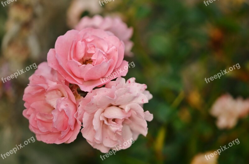 Pink Roses Nature Flower Bloom