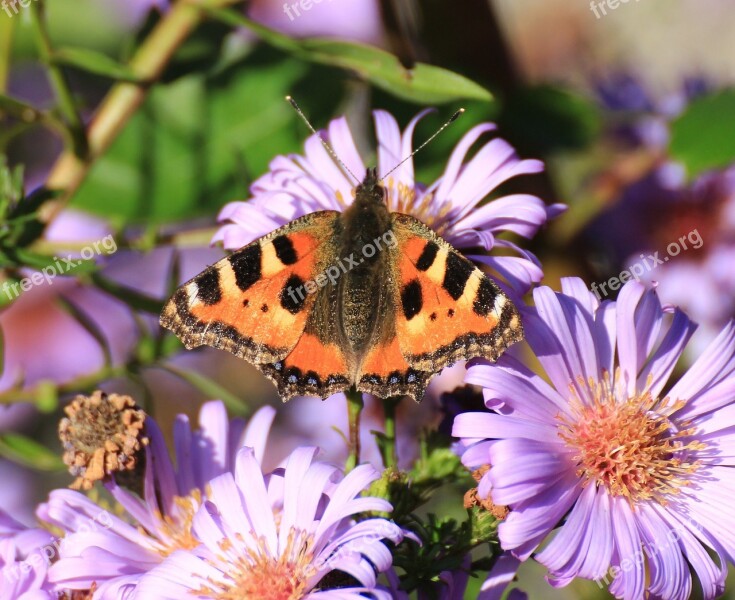 Butterfly Little Fox Butterflies Insect Animals