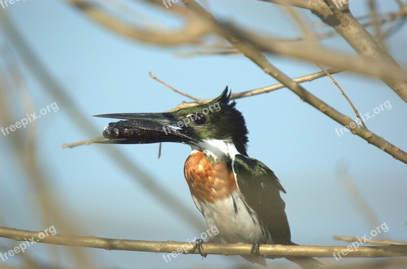 Kingfisher Llanos Bird Animal Free Photos