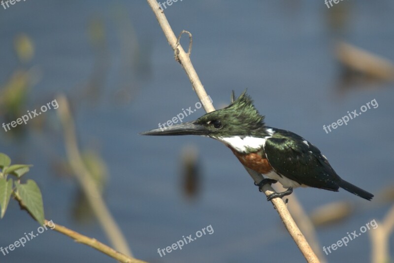 Kingfisher Bird Venezuela Animal Free Photos