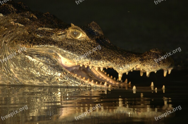 Crocodile Venezuela Llanos Orinoco Crocodile Animal