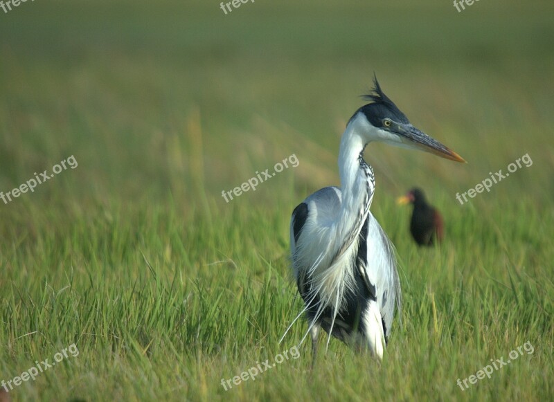 Cocoi Heron Bird Venezuela Llanos Animal