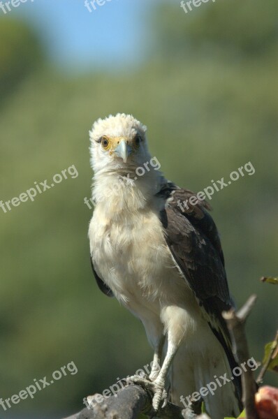 Osprey Llanos Venezuela Raptor Animal