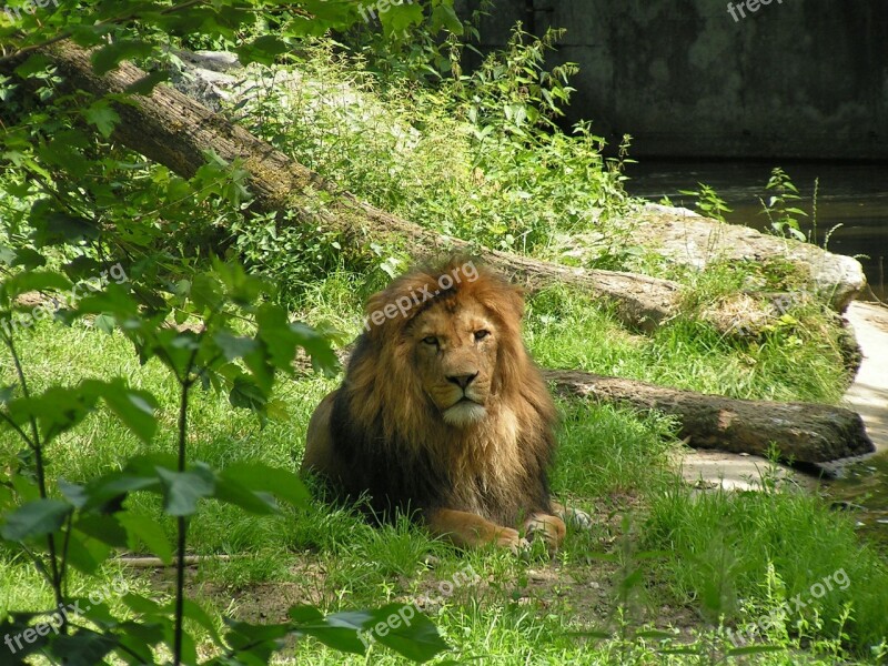 Lion King Of The Beasts Big Cat Free Photos