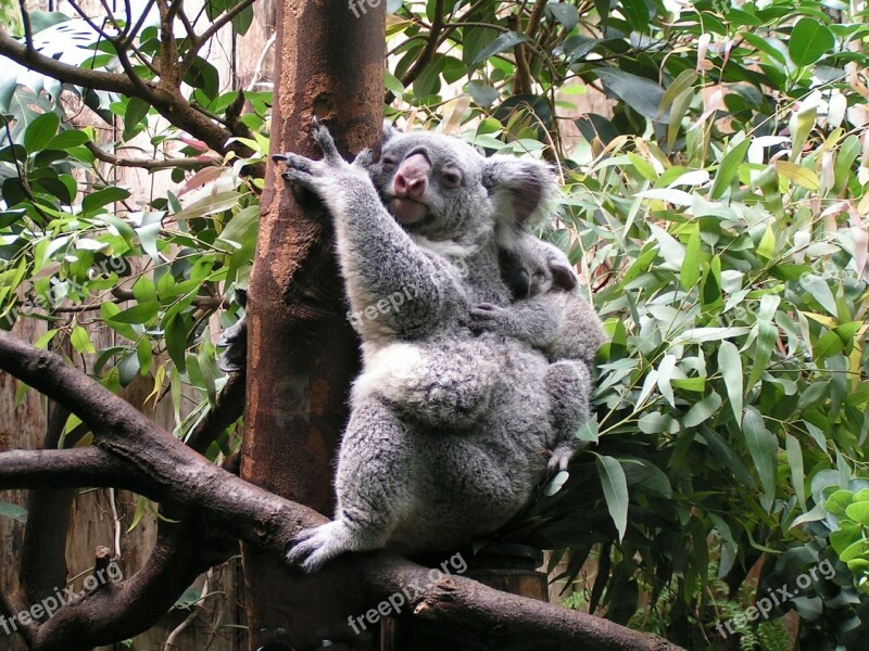 Koala Baby Cute Mammal Free Photos