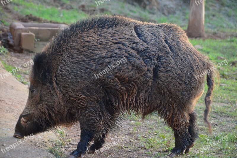 Wild Boar Tusk Dangerous Swine