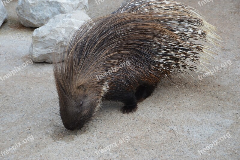 Porcupine Rodent Needle Spiked Free Photos