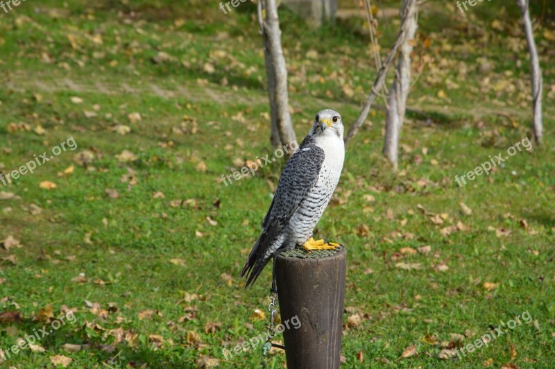 Falcon Bird Predator Hawk Free Photos