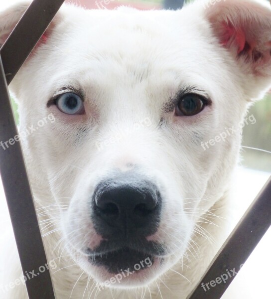 Dog Dog Head Grid Close Up Dog Look