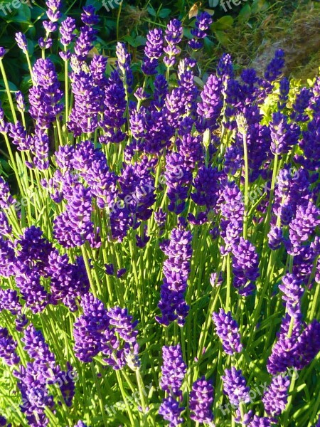 Lavender Lilla Garden Summer Green