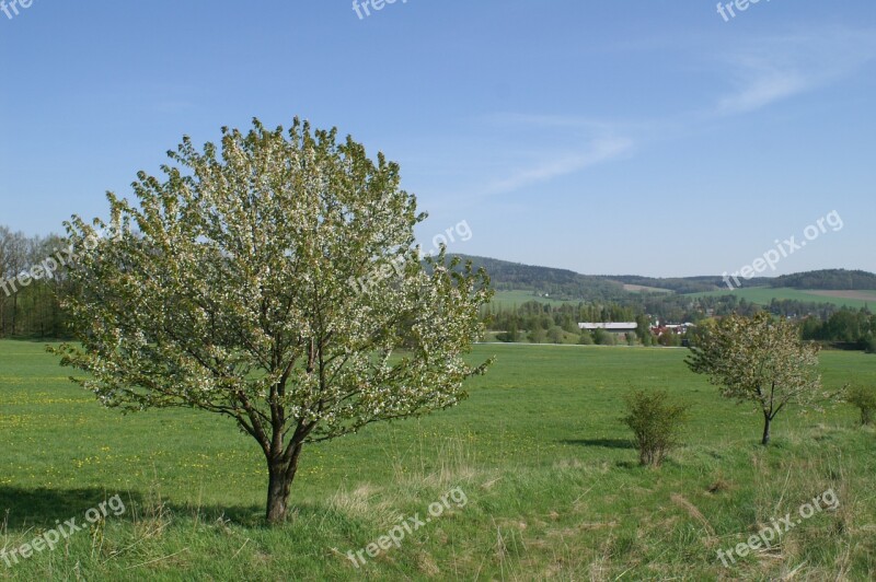 Spring Nature Trees Plant Bush