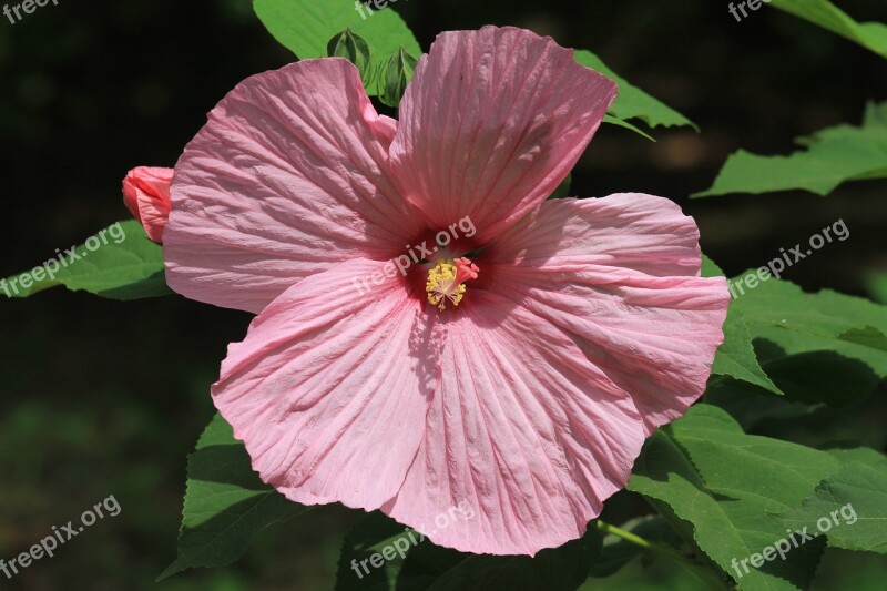 Hibiscus Pink Swamp Hibiscus Flower Free Photos