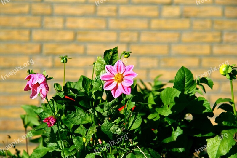 Flowers Pink Blossom Bloom Rest