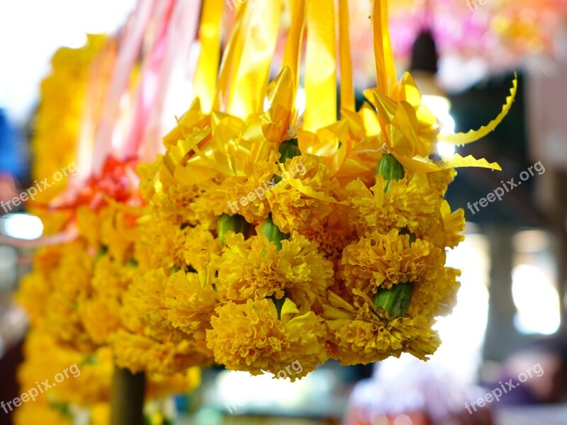 Sampaguita Flowers Thailand Prayer Jasmine Scent