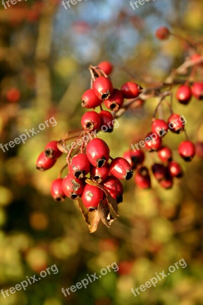 Rose Hip Red Fruit Nature Plant