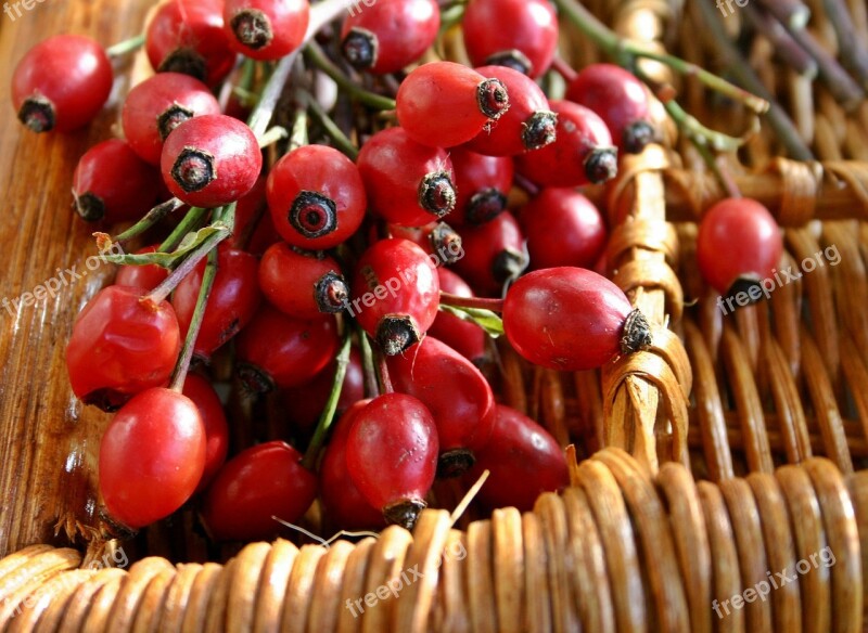 Rose Hip Red Collected Fruit Nature