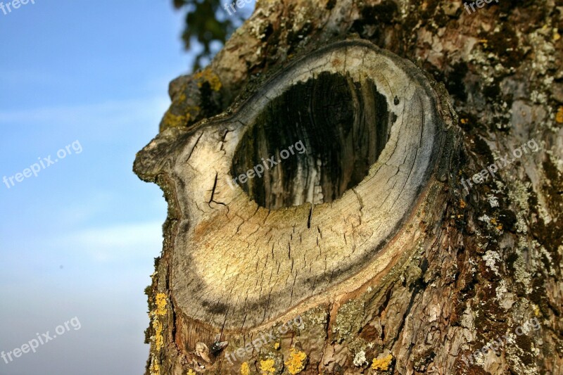 Knothole Tree Log Tribe Bark