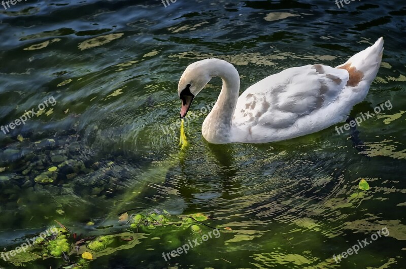 Swan Bird Animals Water Lake