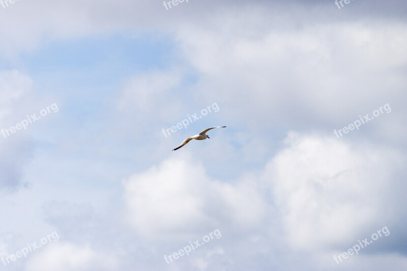 Sky Clouds Bird Seagull Flying