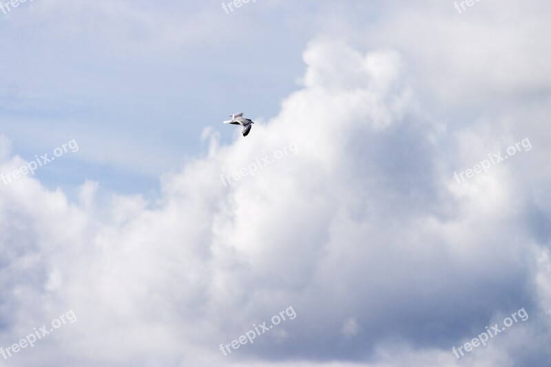 Seagull Sky Clouds Bird Beach