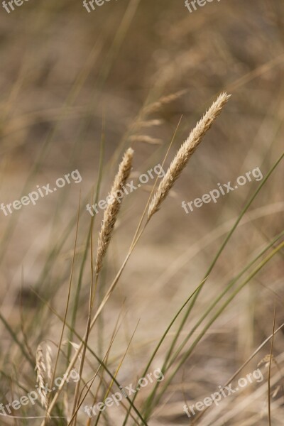 Blades Of Grass Grasses Halm Wind Plant