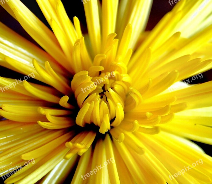 Chrysanthemum Yellow Flower Autumn Nature