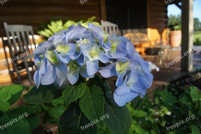 Blue Flower Porch Hydrangea Summer