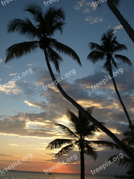 Palm Trees Nature Caribbean Beach Sunset