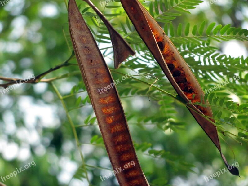 Locust Podshrub Tree Leaves Seeds Twigs