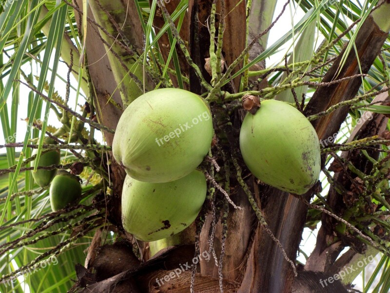 Coconuts Fruit Fruits Greens Green