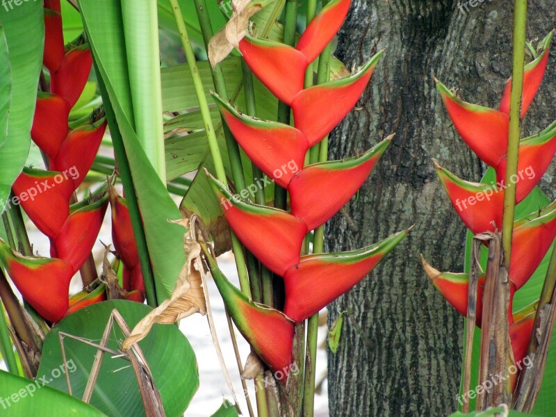 Heliconia Flower Nature Flora Garden